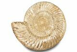 Polished Jurassic Ammonite (Kranosphinctes) - Madagascar #283222-1